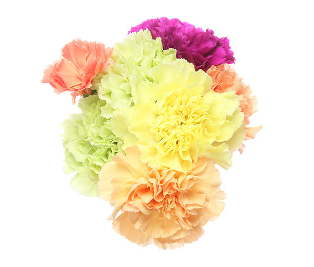 istock Bouquet of carnation 625627356