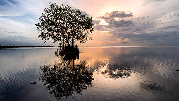 istock Tree silhouette with sun and red orange yellow sky,Thailand 625641978