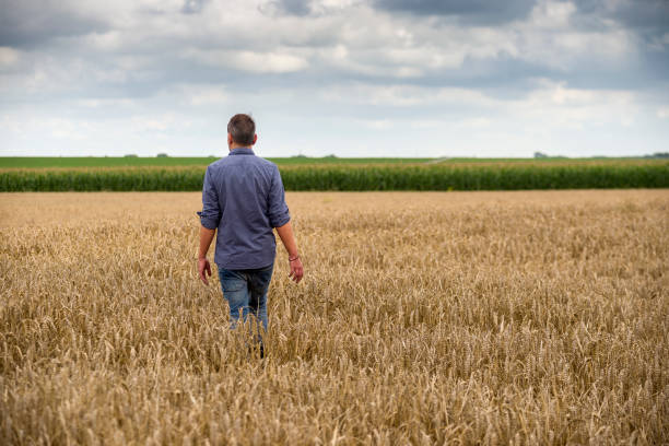 Free Stock Photo of Man Walking Through a Field of Tall Grass ...
