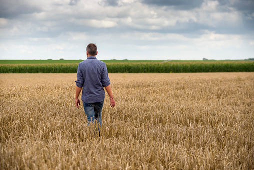 Man with caucasian ethnicity in jeans and blue shirt walking in a ripe wheat field at a dyke. The man has outstretched his arms, he is using senses by touching the cereal plants. Taken from rear view in summer under cloudy sky near Dangast, Friesland, Lower Saxony, Germany, Europe.