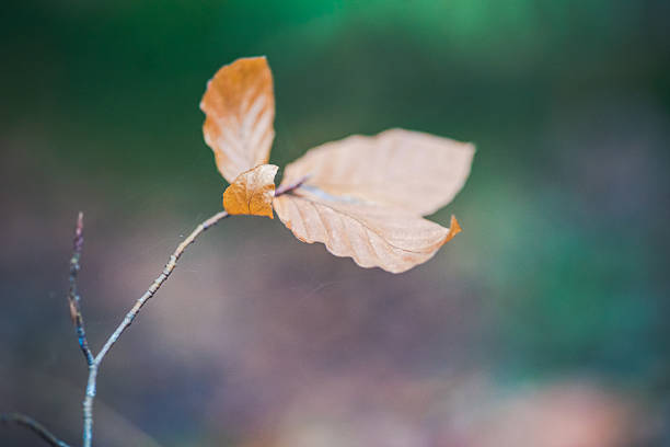 красочный и яркий фон из осенних листьев - autumn light leafes color image стоковые фото и изображения