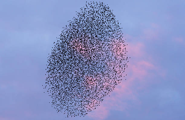 istock Murmuration of starlings during early evening in Scotland 625648374