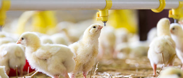 istock Baby chicken at the farm drinking water 625648462