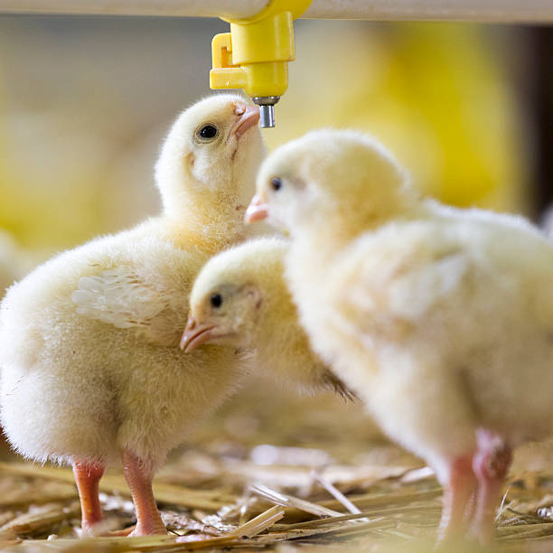 istock Baby chicken at the farm drinking water 625648520