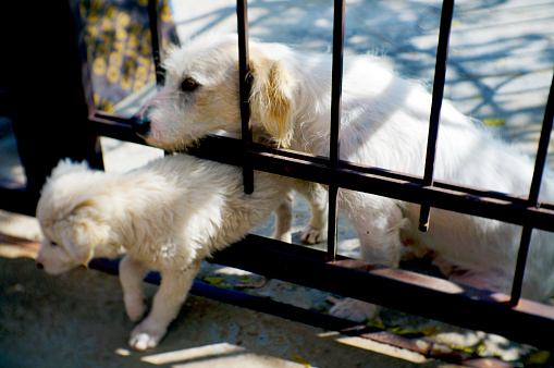 Dogs behind a fence