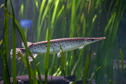 Spotted gar (Lepisosteus oculatus). Freshwater fish.