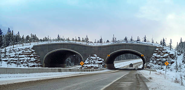 istock Animal crossing bridge on Trans Canada Highway- Banff National Park 625649648