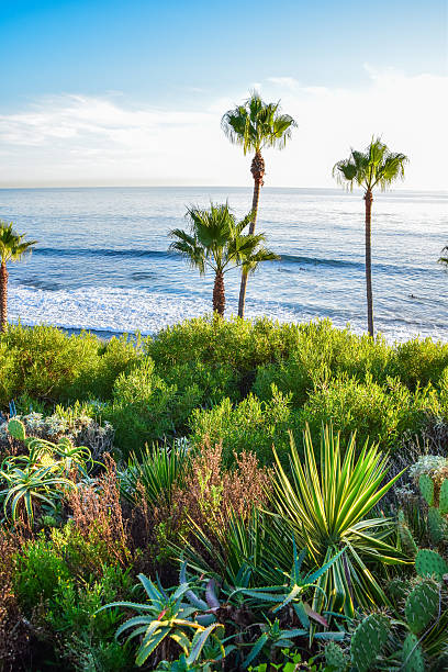 istock Heisler Park Laguna Beach 625650026