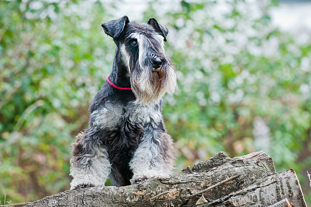 istock Miniature schnauzer sitting on stump 625651564