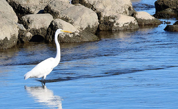 Crane walking in shallow water
