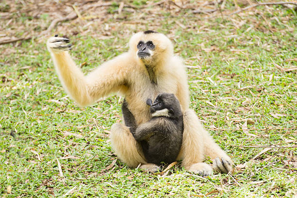 istock Baby Gibbon suckling from mother 625653258