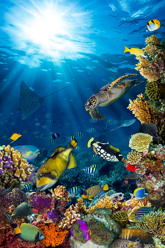 underwater coral reef landscape in the deep blue ocean with colorful fish and marine life