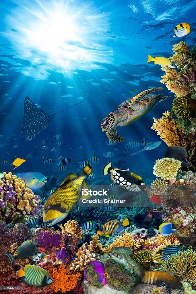 underwater coral reef landscape underwater coral reef landscape in the deep blue ocean with colorful fish and marine life Sea Stock Photo