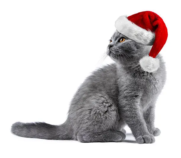 cute kitten cat blue british shorthair with red white christmas xmas santa hat isolated on white background