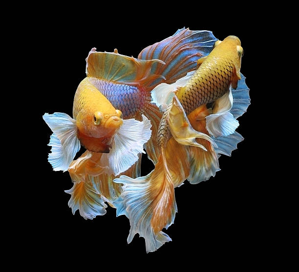 beta splendens - siamese fighting fish fish tank tropical climate fish imagens e fotografias de stock