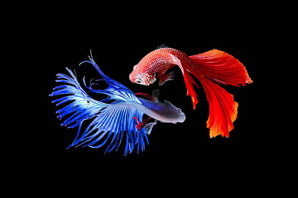 бойцовая рыбка - siamese fighting fish tropical fresh water fish fishbowl fighting fish стоковые фото и изображения