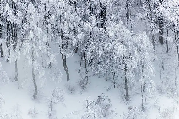 Snow covered trees in Kartepe woods, Izmıt