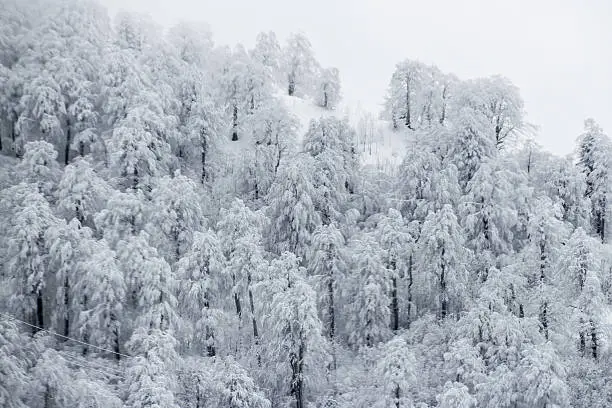 Snow covered trees in Kartepe woods, Izmıt