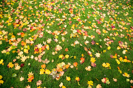 Autumn leaves on green grass field, view from above