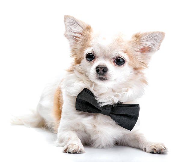 istock Chihuahua dog  with black bow tie isolated on white background 625670638
