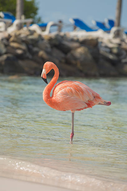 istock One flamingo on the beach 625675394