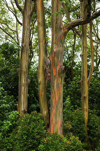 istock Rainbow Eucalyptus Trees on the road to Hana, Maui 625675578
