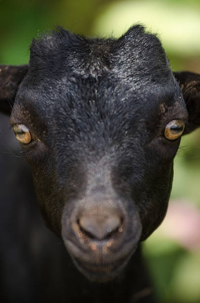 istock Cute black baby goat in Uganda 625676364