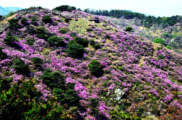 istock Royal Azalea(Rhododendron) on the Korea Mountain 625681770