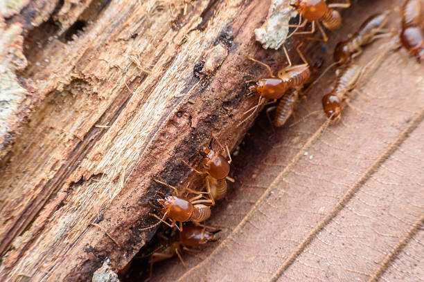 termites mangeant du bois pourri - worker termite photos et images de collection