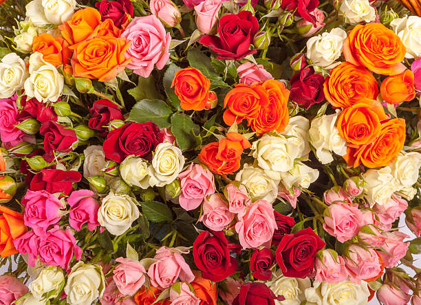 istock Abstract background of flowers. Close-up 625683020