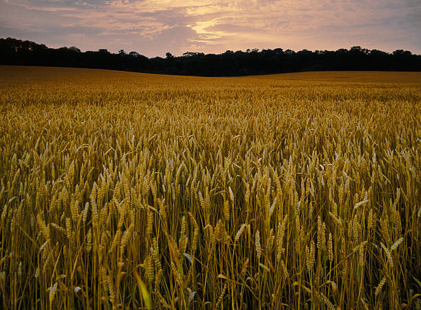 istock agricultural landscape england uk 625687036