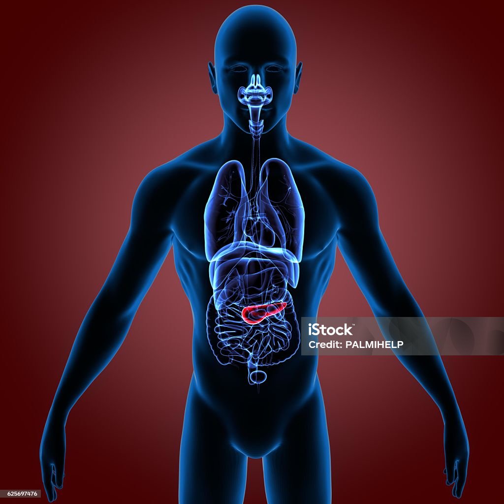 인간 담낭과 췌장 해부학 일러스트레이션 3d 렌더 0명에 대한 스톡 사진 및 기타 이미지 - 0명, 3차원 형태, 간-내부 기관 ...