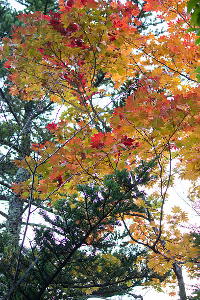 istock Autumn leaves in Japan 625697604