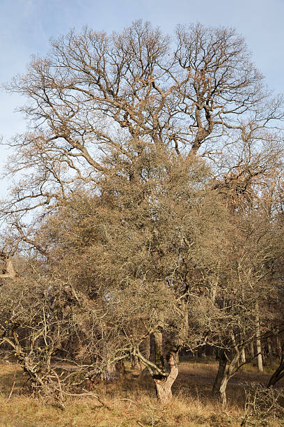 hughe oak tree in winter - solitare imagens e fotografias de stock