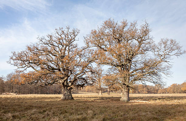 hughe oak tree in winter - solitare imagens e fotografias de stock