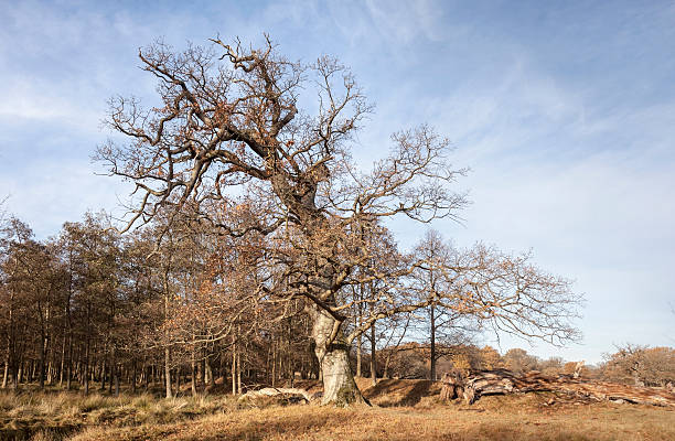 quercia di hughe in inverno - solitare foto e immagini stock