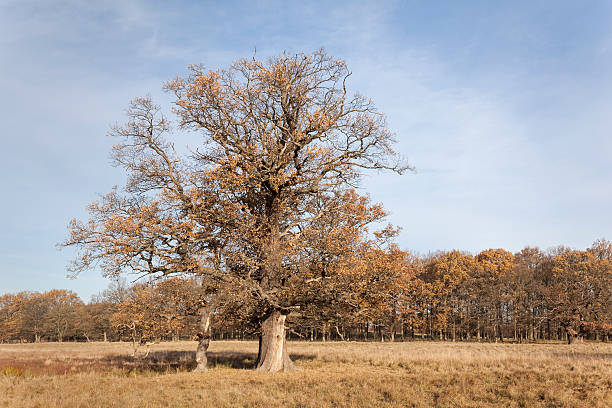 quercia di hughe in inverno - solitare foto e immagini stock