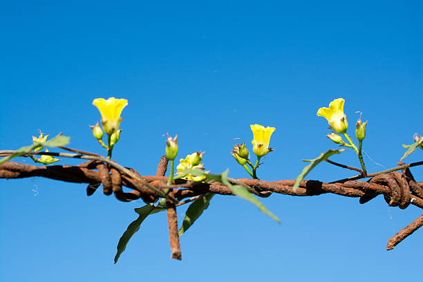 Old rusty barbed wire has darker brown full. Looks awesome with its yellow flowers, ivy green wood. Cut with a beautiful blue sky.