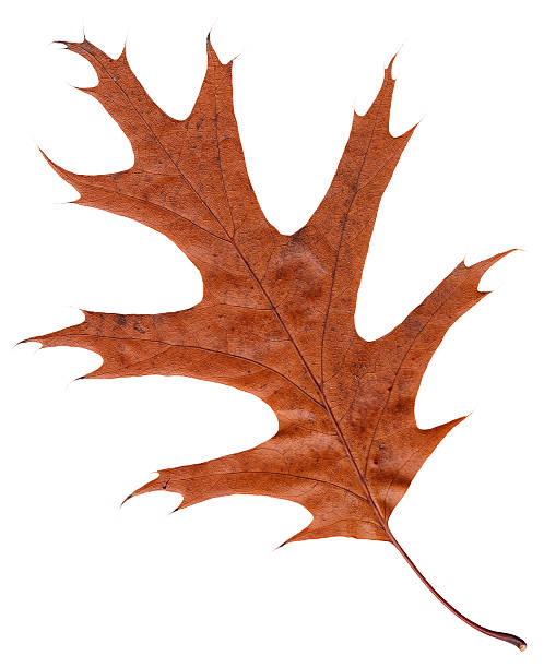 istock Wilted leaf of an American oak 625700574