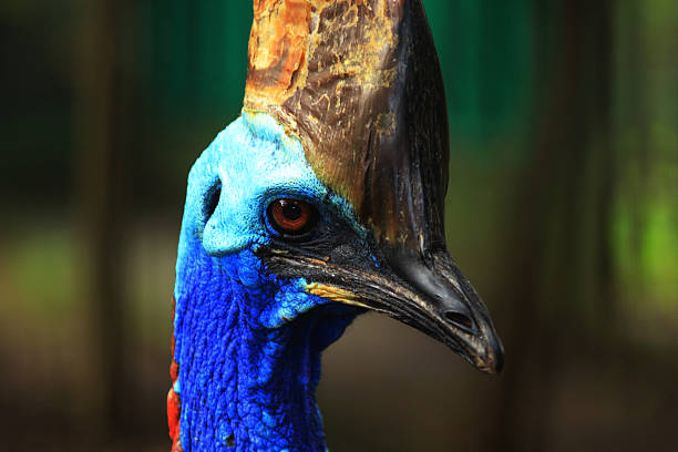 カソワリーの首長 - cassowary australia papua new guinea beak ストックフォトと画像