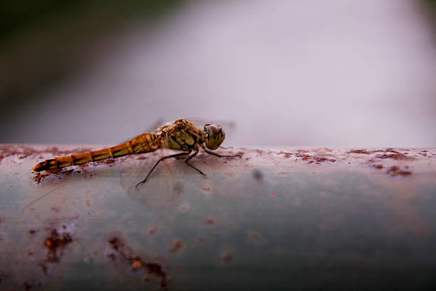 dragonfly sitting on an iron bar dragonfly sitting on an iron bar asa animal stock pictures, royalty-free photos & images