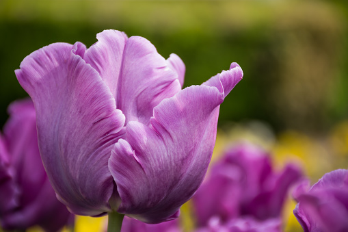 Beautiful Purple tulip, Tulip 'BLUE PARROT' flower spring