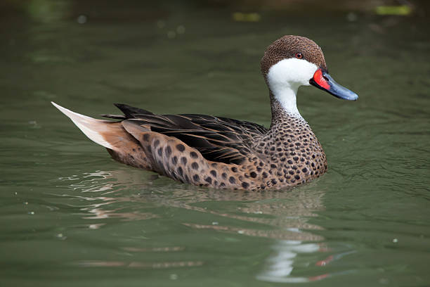White-cheeked pintail (Anas bahamensis) White-cheeked pintail (Anas bahamensis), also known as the Bahama pintail. Wildlife animal. white cheeked pintail duck stock pictures, royalty-free photos & images
