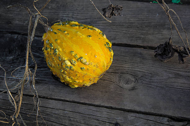 istock still life with autumn pumpkins on an old wooden table 625702964