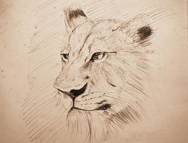 istock lion pencil sketching on old paper with sepia tone 625703268