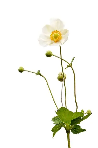 White anemone flower on a white background