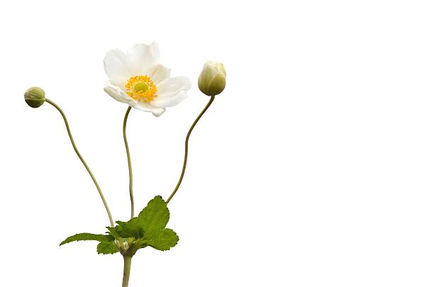 A macro photograph of a white anemone flower featuring its vibrant green center and delicate soft petals in a minimalist style