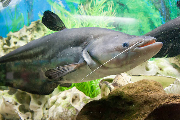 istock floating fishes in an aquarium 625705522