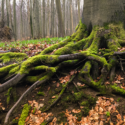 Close up of the roots of a tree in the autumn forest.