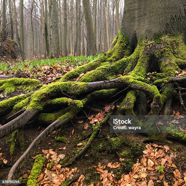 Enrooted Stock Photo - Download Image Now - Root, Tree, Origins